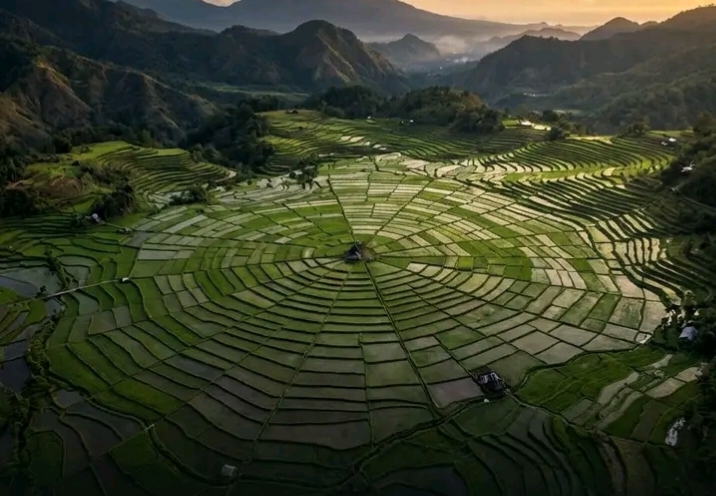FLORES, Sistem Terasering Tangga Langit Pembagian Lahan Sawah Yang Adil Di Dunia