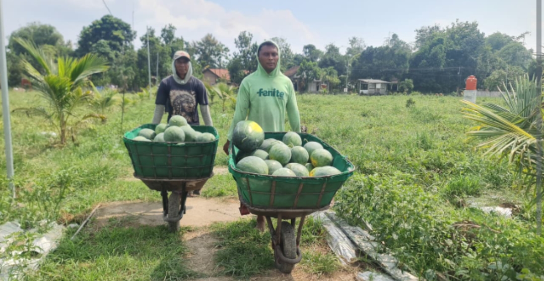 Pemanfaatan Lahan Kompi Produksi Kodim 0808/Blitar di Srengat Sukses Panen 10 Ton Semangka