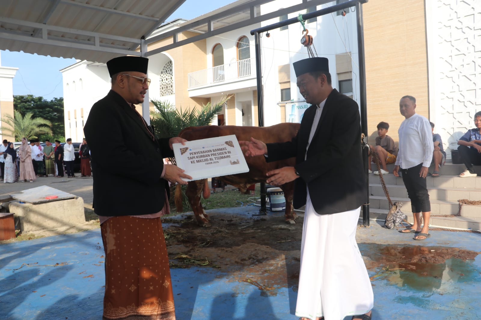 Masjid Besar Al Tsumery Kota Tegal Terima Sapi Kurban 1,1 Ton dari Presiden Prabowo