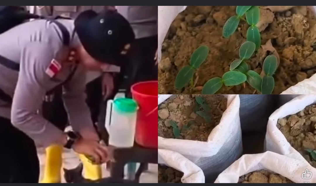 Dari Lumpur Menjadi Palawija, Kapolda Aceh Dorong Ketahanan Pangan Warga Aceh Tamiang