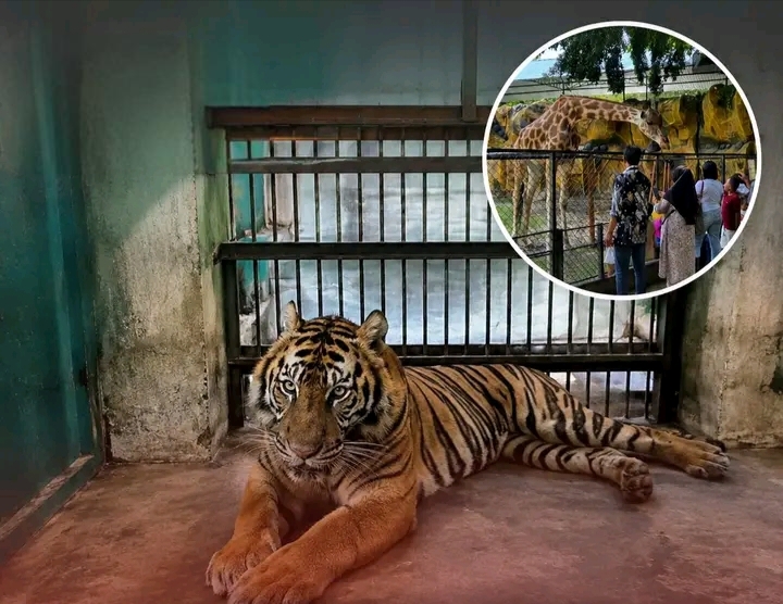 Imbas Kasus Korupsi Pakan Satwa, DPR RI Minta Kebun Binatang Surabaya Ditutup Sementara