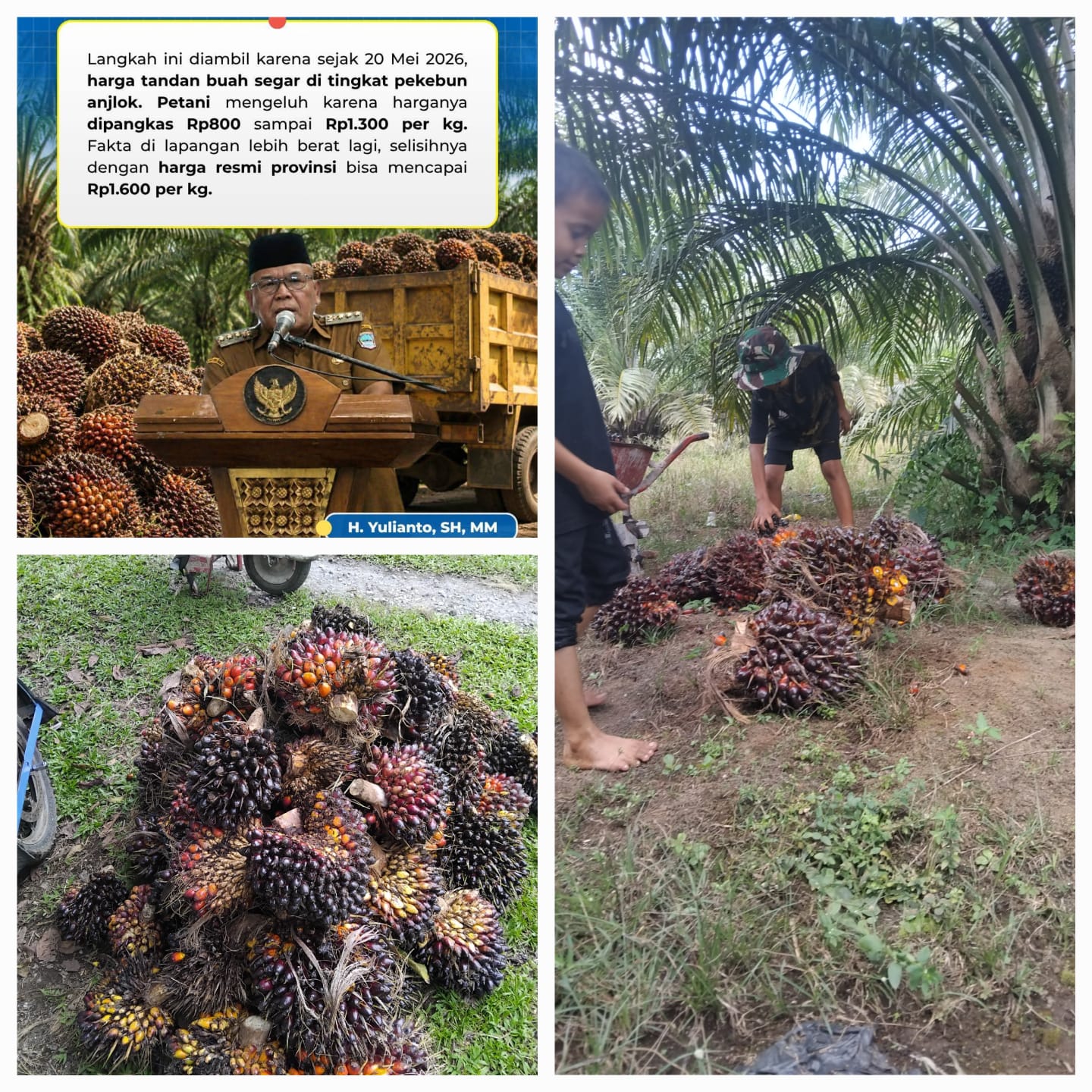 Pemkab Pasaman Barat Tegaskan PKS Dilarang Turunkan Harga TBS Sepihak, Ancam Sanksi Tegas
