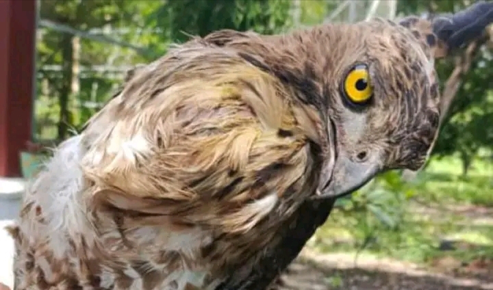 Species Elang Jawa Di Surabaya Tidak Ada Tempat