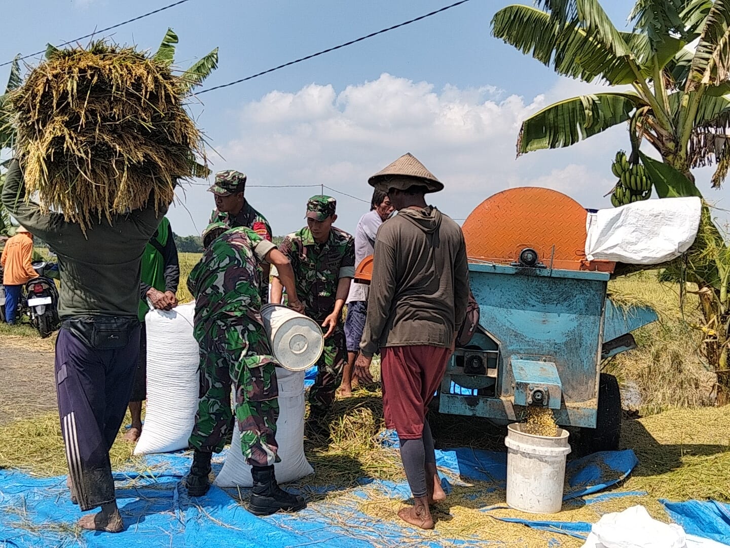 Tak Hanya Mengawal, Babinsa Sukodono Ikut Memanen Harapan Petani