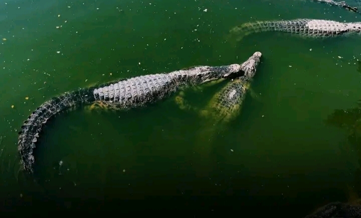 Pemerintah Wacanakan Pemindahan Narapidana Narkotika Di Pulau-Pulau Kosong Yang Dihuni Buaya.