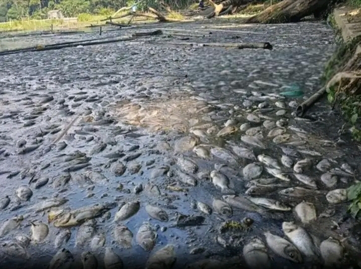Ribuan Jenis Ikan Mati Di Danau Ranu Klakah