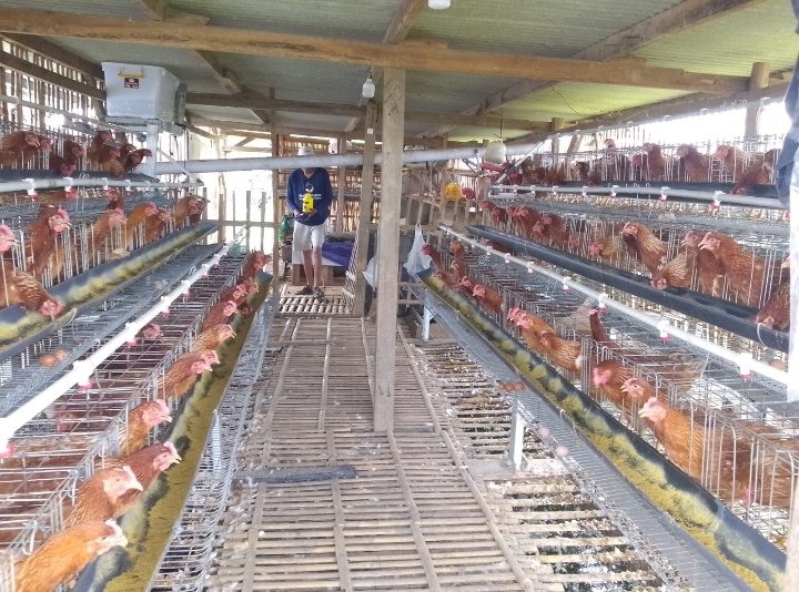 H. Turyana : Usaha Ayam Petelur Sangat Menjanjikan