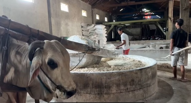 Proses Buat Mie Lethek Yogyakarta Pakai Tenaga SAPI